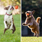 Varmt salg 49% OFF🎁Smart Pet Bounce interaktiv ball🐶