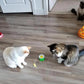 🔥Interaktiv fuglelek for katter