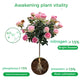 🔥Raskt rot- og blomstringspulver （50% AV）