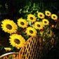 💐60 % RABATT! Solcelledrevne solsikkelys – lysende hagedekorasjon 🌻🌙【Begrenset tilbud】
