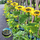 💐60 % RABATT! Solcelledrevne solsikkelys – lysende hagedekorasjon 🌻🌙【Begrenset tilbud】