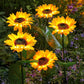 💐60 % RABATT! Solcelledrevne solsikkelys – lysende hagedekorasjon 🌻🌙【Begrenset tilbud】