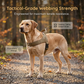 Pustende sommersele til hund